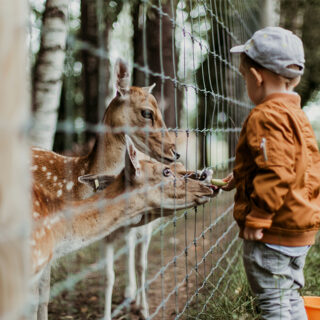 Ein kleiner Junge füttert zwei Rehe durch einen Zaun in einem Streichelzoo.