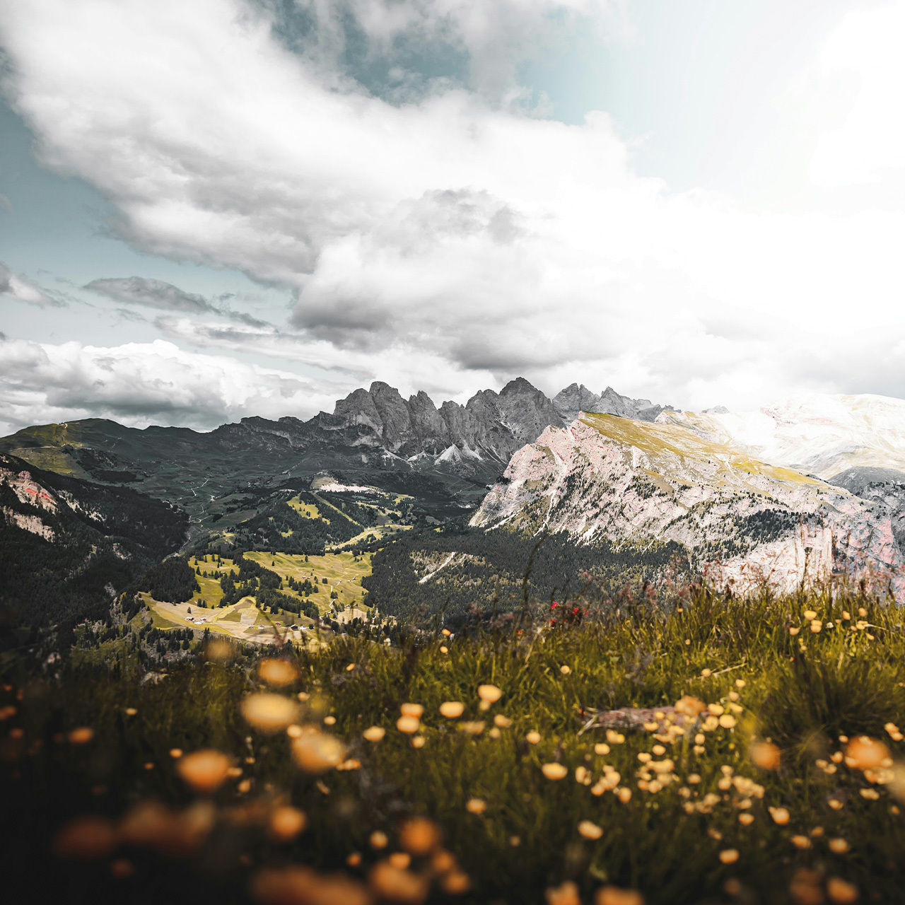 Aussicht auf den Wilden Kaiser mit einer gelben Blumenwiese im Vordergrund.