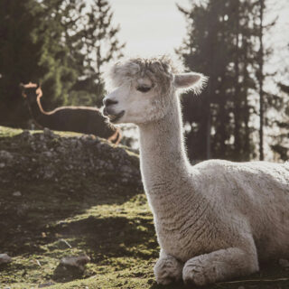 Ein liegendes, weißes Alpaka am Weinbergerhaus in Kufstein.